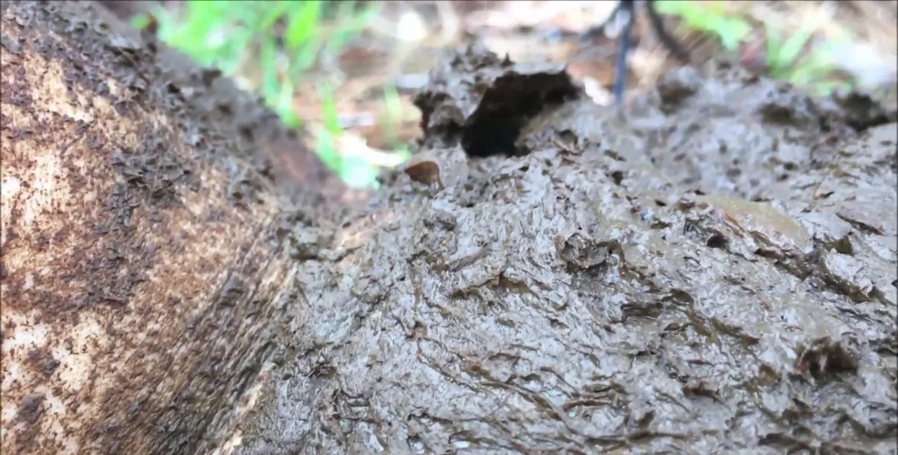 ScatGoddess - Shit Packed Pussy - 1 PART, Poop