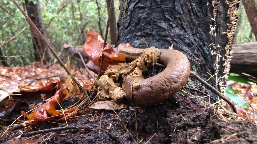 Download Goddesslucy - Huge Snaky Shit Outdoors, Scat, Solo ShitWorld.net