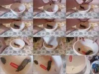 Bitchs meal HD 720p / 26.51 MB